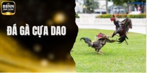 Đá Gà Cựa Dao - Màn So Tài Cực Căng Của Chiến Kê Bản Lĩnh