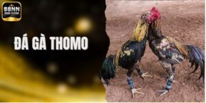 Đá Gà Thomo - Sức Hấp Dẫn Từ Trường Gà Biên Giới Campuchia