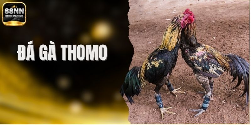 Đá Gà Thomo - Sức Hấp Dẫn Từ Trường Gà Biên Giới Campuchia