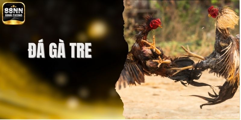 Đá Gà Tre – Chiến Kê Nhỏ Bé Nhưng Đòn Chắc Như Búa Tạ