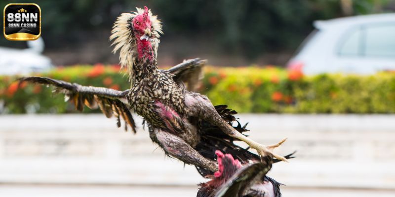 Hình thức cá cược đá gà tre dễ ăn tiền