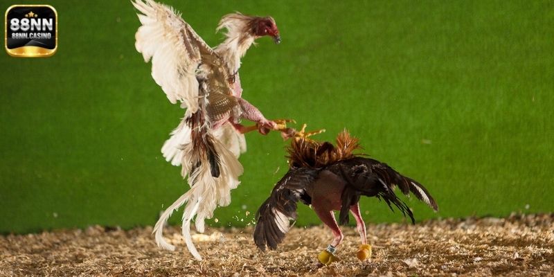 Khái quát sảnh đá gà 88NN