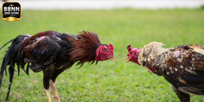 Tìm hiểu đối tác tại sân chơi chọi kê 88NN