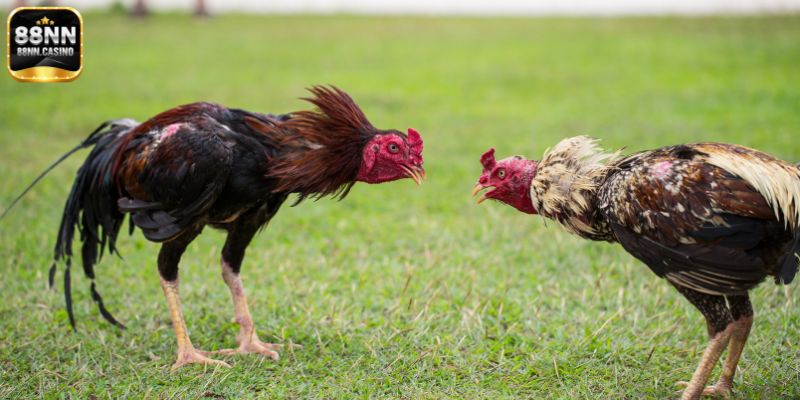 Tỷ lệ thắng cược của đá gà tre hấp dẫn