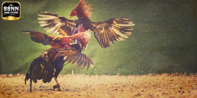 Ưu thế của sân chơi đá gà 88NN